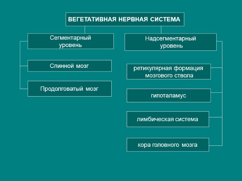 ВЕГЕТАТИВНАЯ НЕРВНАЯ СИСТЕМА  Сегментарный уровень Надсегментарный  уровень Спинной мозг Продолговатый мозг ретикулярная